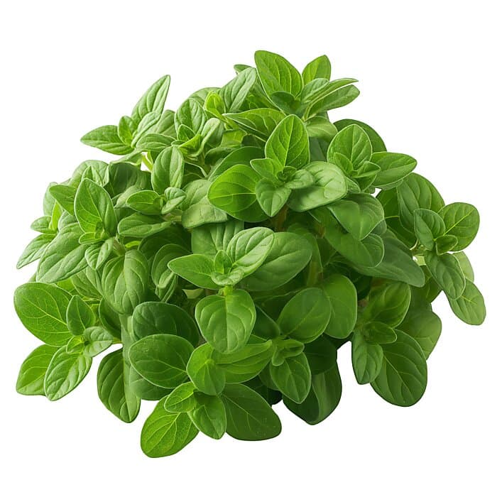 oregano